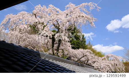 京都のなりひら桜 京都のなりひら桜 129591499
