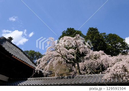 京都のなりひら桜 129591504