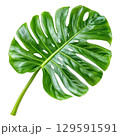 Monstera spa fresh leaf isolated on white background, PNG transparent clipart. 129591591