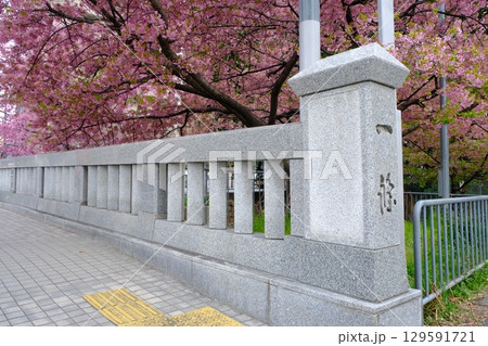 早春の一条戻橋 129591721
