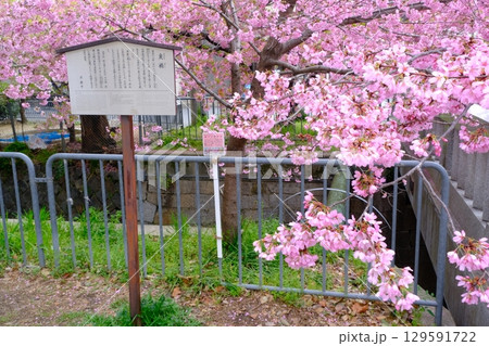 早春の一条戻橋 早春の一条戻橋 129591722