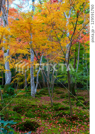 紅葉に包まれた祇王寺 129591760