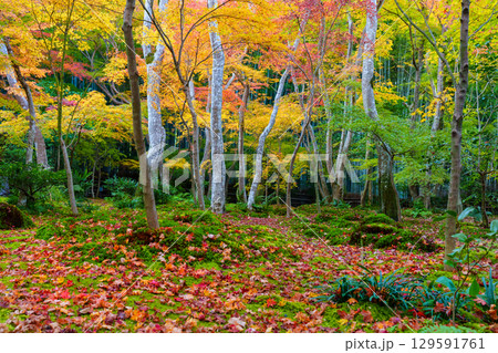 紅葉に包まれた祇王寺 紅葉に包まれた祇王寺 129591761