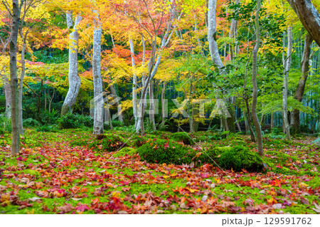 紅葉に包まれた祇王寺 129591762