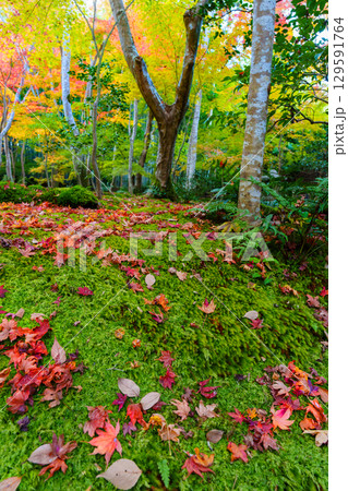 紅葉に包まれた祇王寺 129591764