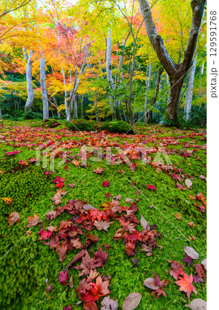 紅葉に包まれた祇王寺 129591768