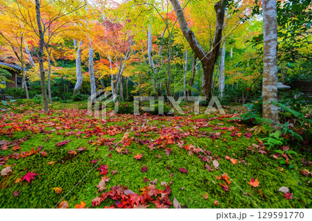 紅葉に包まれた祇王寺 紅葉に包まれた祇王寺 129591770