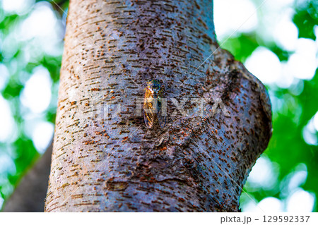 A cicada sits on a tree on hot summer day, closeup shot. Slow motion. Korea A cicada sits on a tree on hot summer day, closeup shot. Slow motion. Korea 129592337