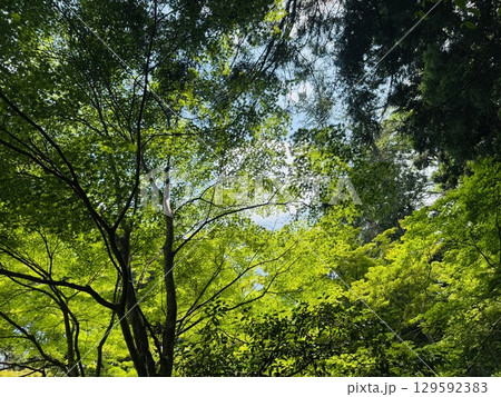 新緑に包まれた北畠神社、三重県 新緑に包まれた北畠神社、三重県 129592383