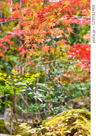 大原 宝泉院 宝楽園の美しい紅葉(京都府京都市左京区) 大原 宝泉院 宝楽園の美しい紅葉(京都府京都市左京区) 129592460