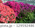 Azalea bud flower. Rhododendron plant in garden 129592486