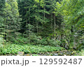 Green forest trees. Nature background 129592487