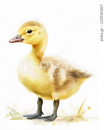 goose_gosling 129592807