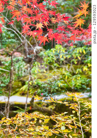 大原　宝泉院　宝楽園の美しい紅葉（京都府京都市左京区）　 129593023