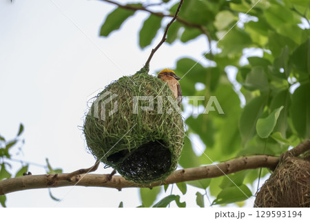 The yellow bird on Build nest from dry stick hay in nature The yellow bird on Build nest from dry stick hay in nature 129593194