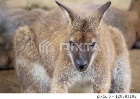 Close up The kangaroo is stay in garden Close up The kangaroo is stay in garden 129593198