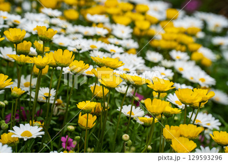 黄色のマリーゴールドと白いマーガレットの花壇 黄色のマリーゴールドと白いマーガレットの花壇 129593296