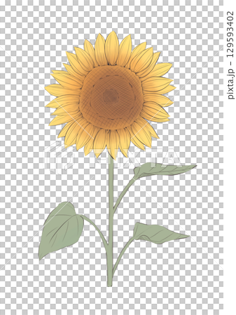 sunflower	 129593402