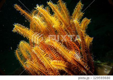 A bright orange Featherstar against a black ocean background. Picture from the Philippines A bright orange Featherstar against a black ocean background. Picture from the Philippines 129593680