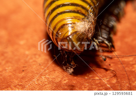 A yellow and black Spirostreptida on orange floor tiles. This is a long, cylindrical millipede A yellow and black Spirostreptida on orange floor tiles. This is a long, cylindrical millipede 129593681