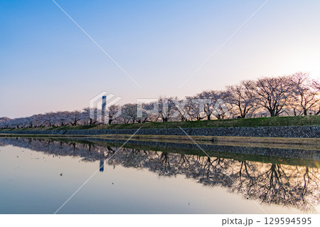 【富山県】あさひ舟川「春の四重奏」「水鏡」 129594595