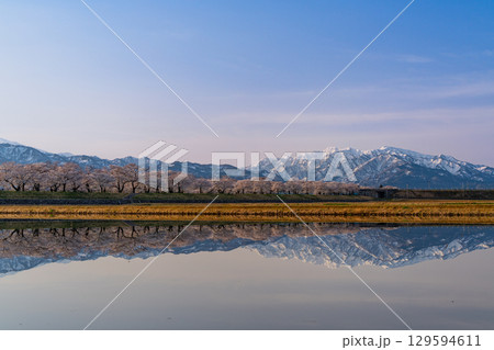 【富山県】あさひ舟川「春の四重奏」「水鏡」 129594611