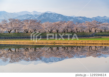 【富山県】あさひ舟川「春の四重奏」「水鏡」 129594614