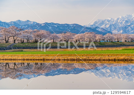 【富山県】あさひ舟川「春の四重奏」「水鏡」 129594617