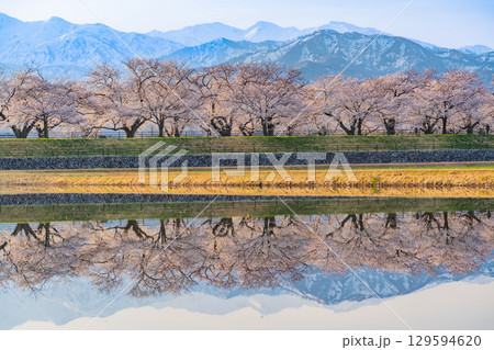 【富山県】あさひ舟川「春の四重奏」「水鏡」 129594620