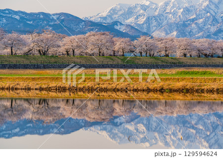 【富山県】あさひ舟川「春の四重奏」「水鏡」 129594624