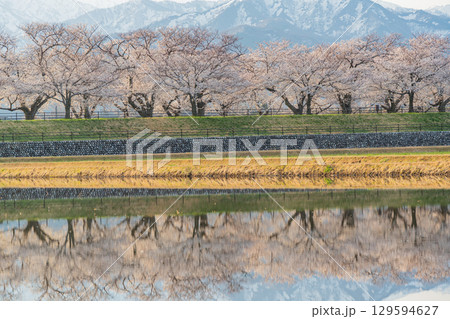 【富山県】あさひ舟川「春の四重奏」「水鏡」 129594627