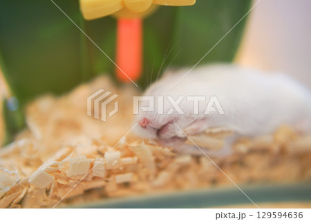 眠るハムスター(ジャンガリアン) 眠るハムスター(ジャンガリアン) 129594636