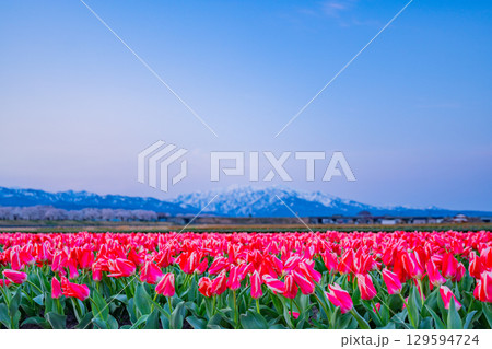 【富山県】あさひ舟川「春の四重奏」 129594724