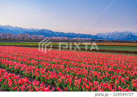 【富山県】あさひ舟川「春の四重奏」 129594727