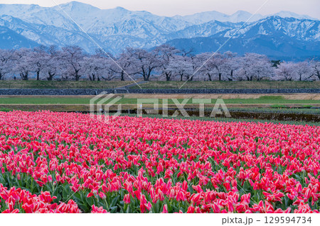 【富山県】あさひ舟川「春の四重奏」 129594734