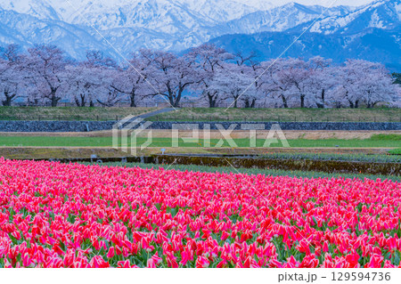 【富山県】あさひ舟川「春の四重奏」 129594736