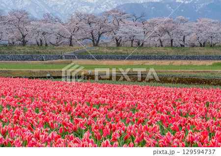 【富山県】あさひ舟川「春の四重奏」 129594737