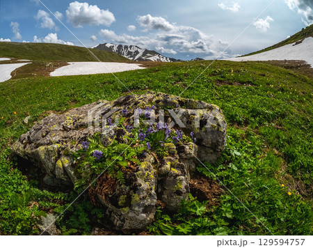 Mountain violets bloom on a granite boulder 129594757