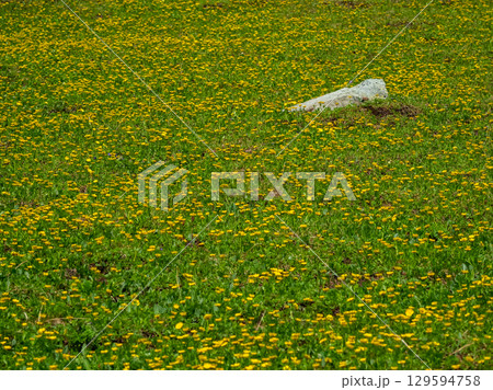 Yellow flowering mountain meadow Yellow flowering mountain meadow 129594758