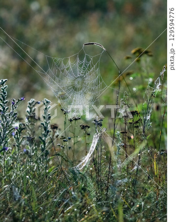 Spider web in the wet field in the morning 129594776