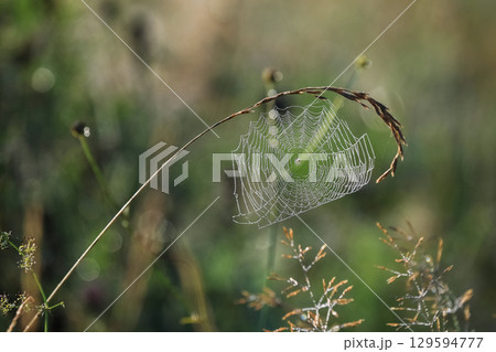a spider's web hangs over the grass a spider's web hangs over the grass 129594777