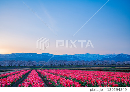 【富山県】あさひ舟川「春の四重奏」夜明けの情景 129594849