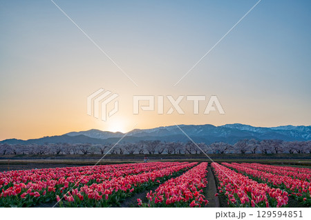 【富山県】あさひ舟川「春の四重奏」夜明けの情景 129594851