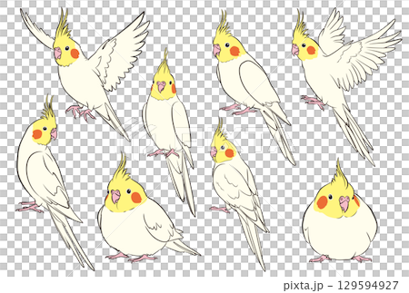 玄鳳鸚鵡插圖集（黃化） 129594927