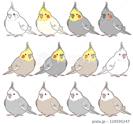 ふっくらオカメインコのいろいろイラストセット 129595247