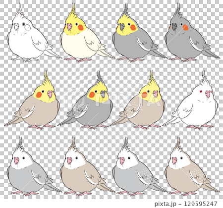 ふっくらオカメインコのいろいろイラストセット 129595247