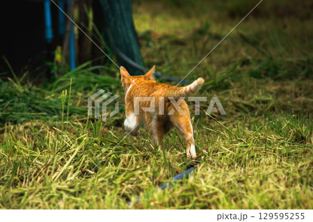 An orange cat walks in the grass, searching for food An orange cat walks in the grass, searching for food 129595255