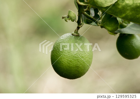 Lime, green fruit, sour taste, is a plant, classified in the genus Citrus Lime, green fruit, sour taste, is a plant, classified in the genus Citrus 129595325