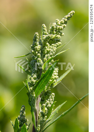 Chenopodium album, edible plant, common names include lamb's quarters, melde, goosefoot, white goosefoot, wild spinach, bathua and fat-hen 129595474