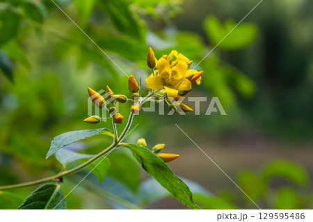 Lysimachia vulgaris flower, the garden loosestrife, yellow loosestrife, or garden yellow loosestrife, blooming in summer. Beautiful yellow floral background 129595486